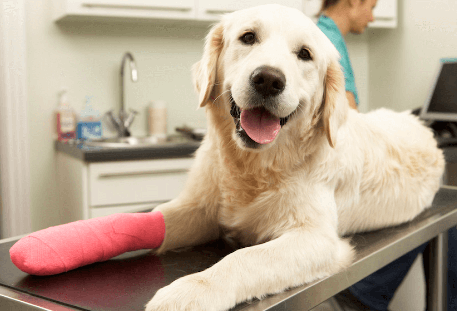 Surgery: Orthopedic & CCL Repair