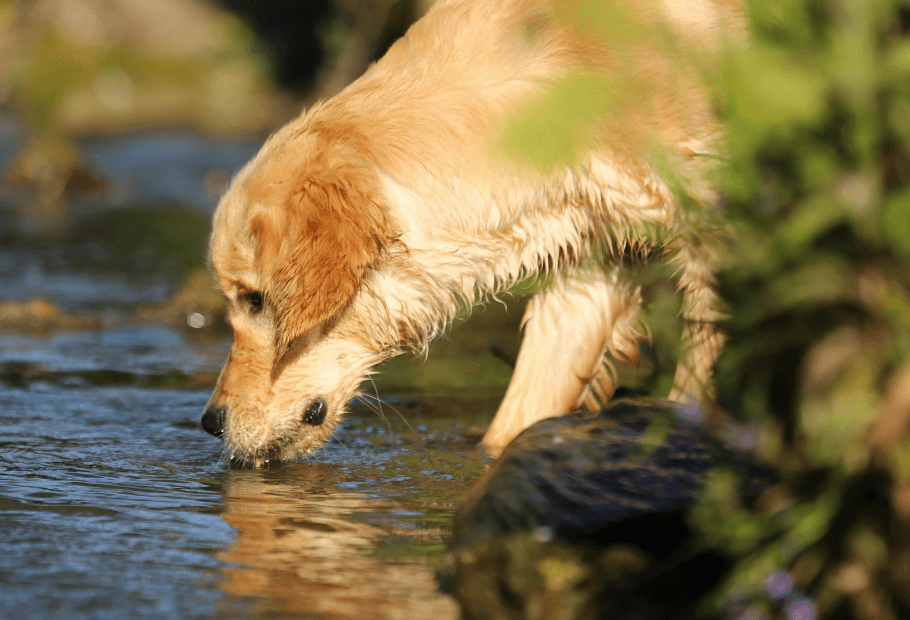 Parasite Prevention