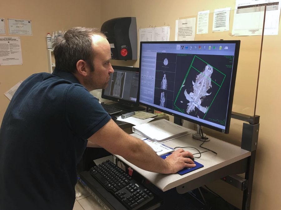 Wellness Care Veterinary Looking at CT scans