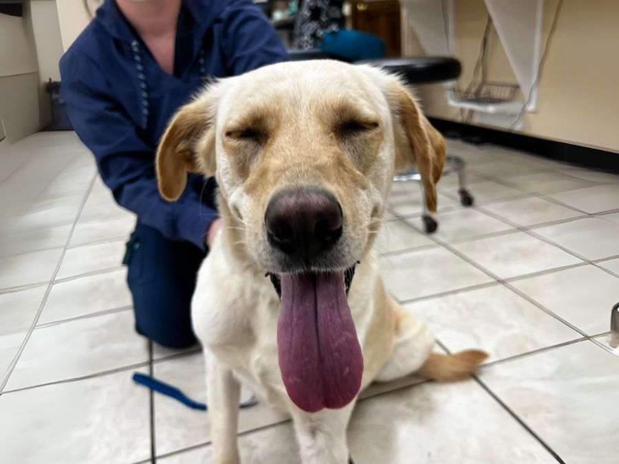 Dog sitting with veterinary staff
