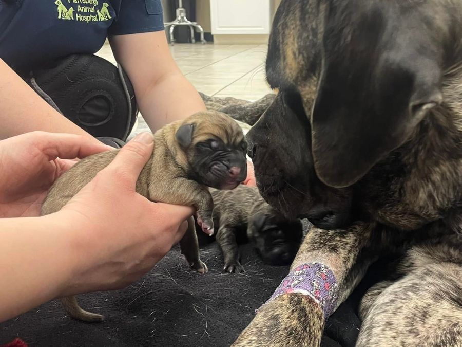 Dog sniffing a new puppy