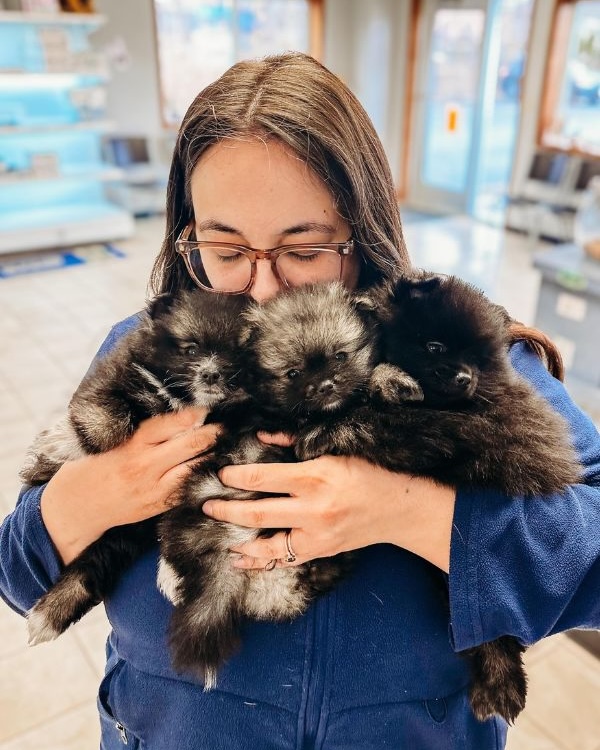 Puppies in a red cart