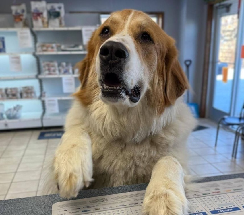 Large dog with paws up on the reception counter