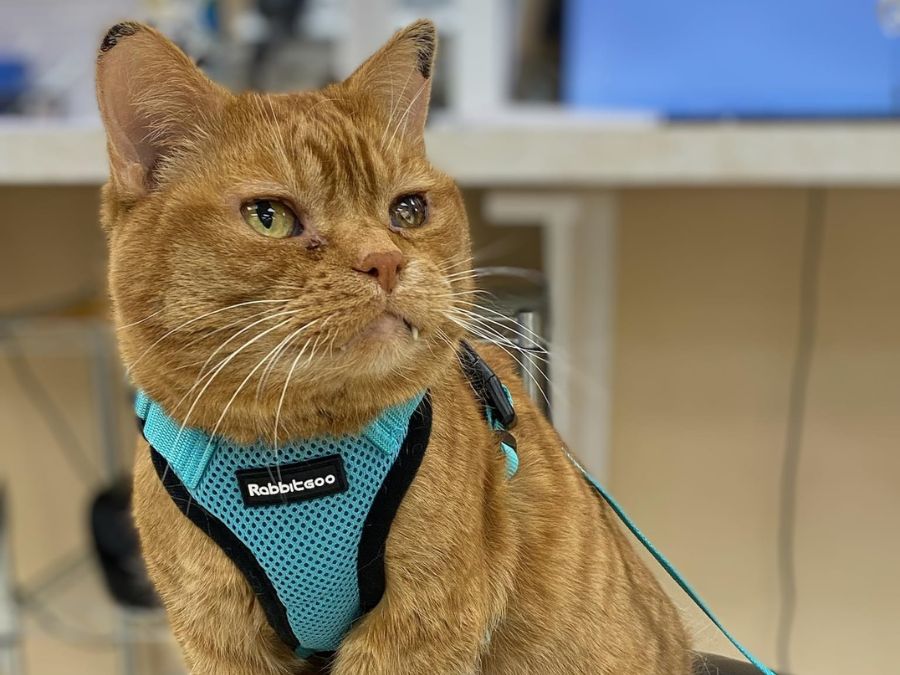 Older cat in harness