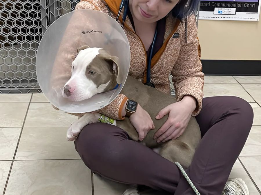 Wellness Care Puppy being held after Surgery
