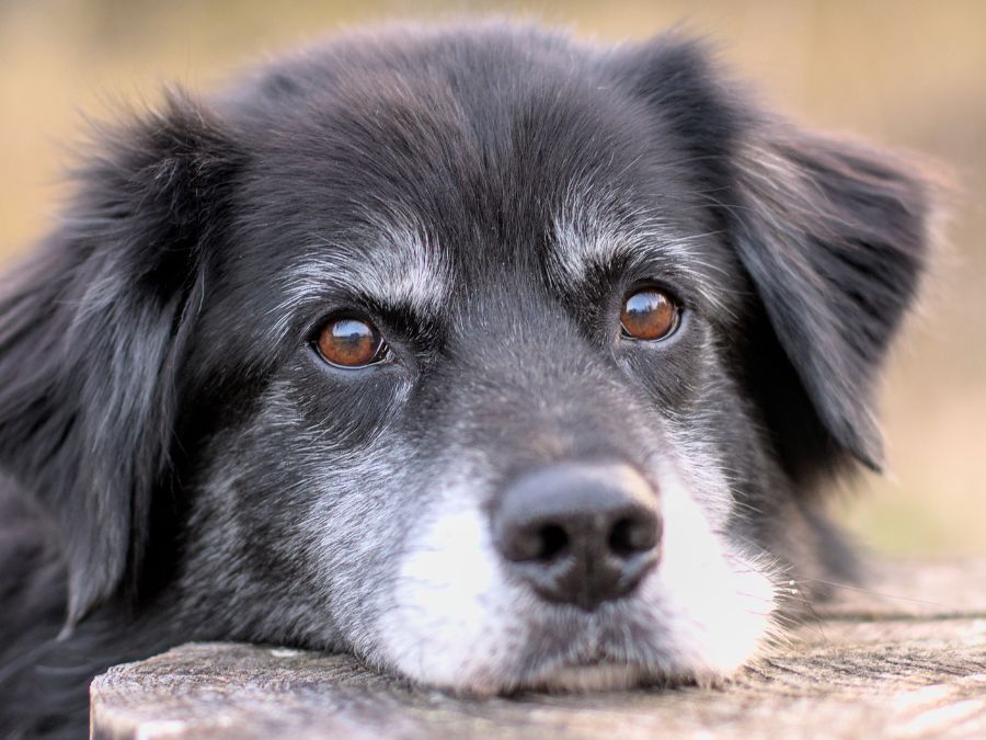 Old dog
