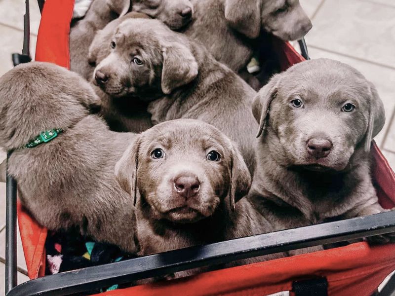 Puppies in a red cart