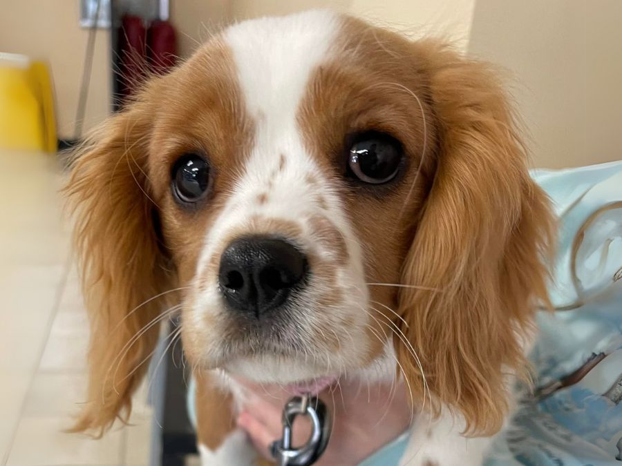 Large dog with paws up on the reception counter