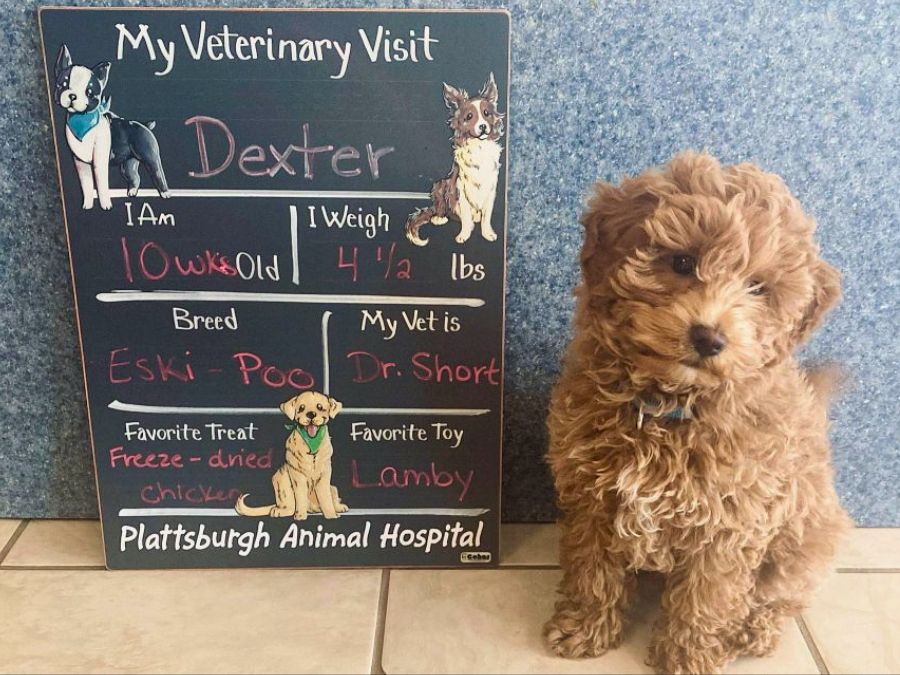 puppy sitting next to a sign