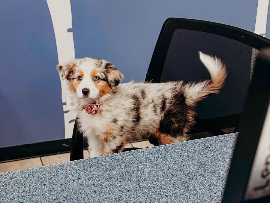 Large dog with paws up on the reception counter