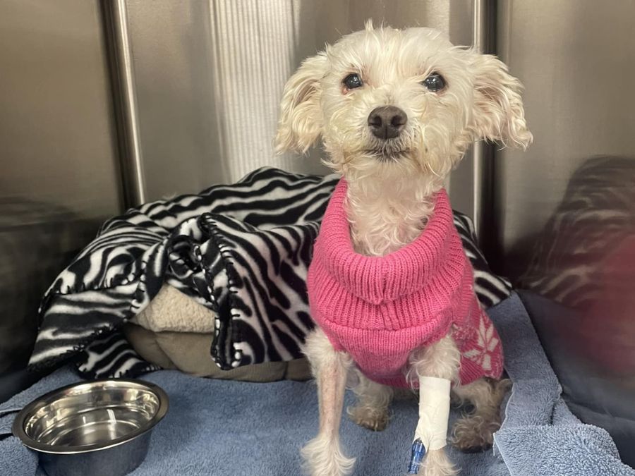 Wellness Care dog sitting in a kennel after surgery