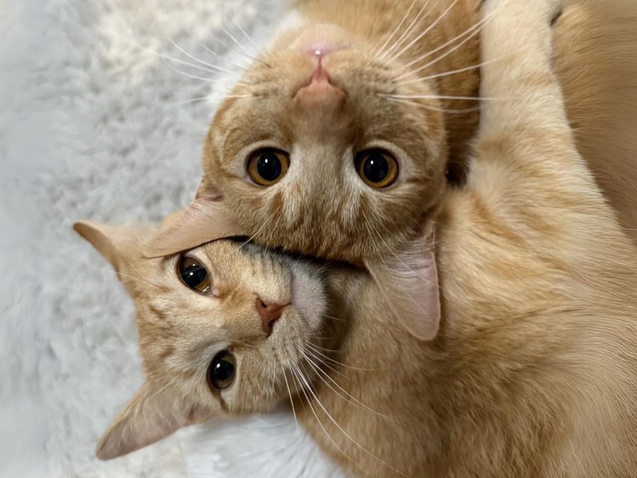 Two cats cuddling Two orange cats cuddling