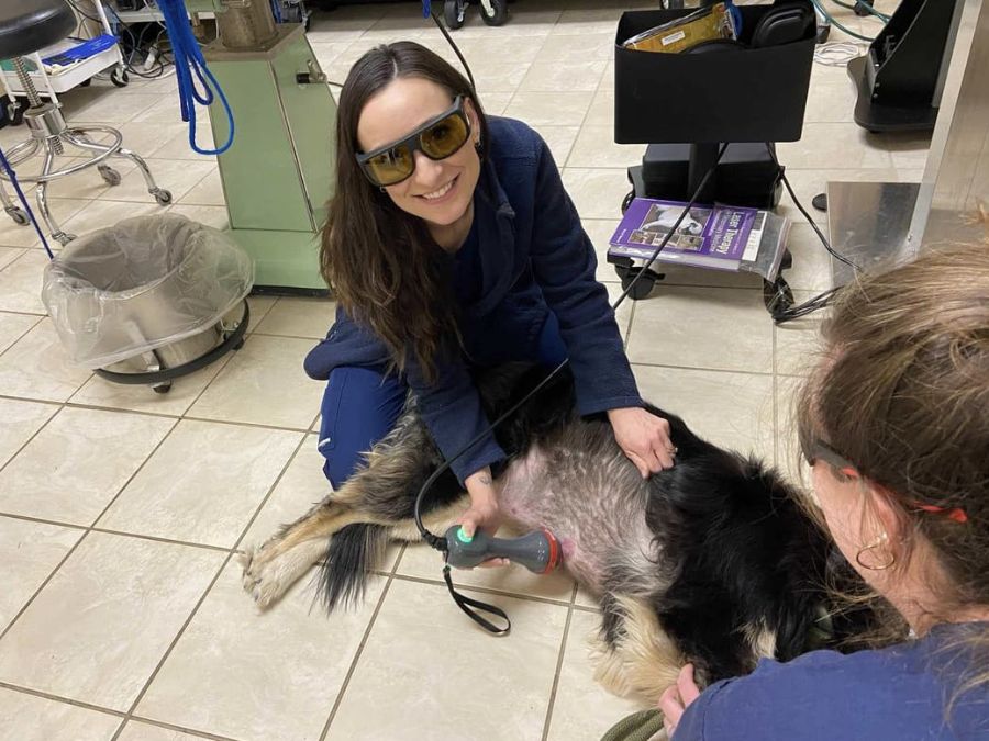 Veterinary Staff performing laser therapy on a dog