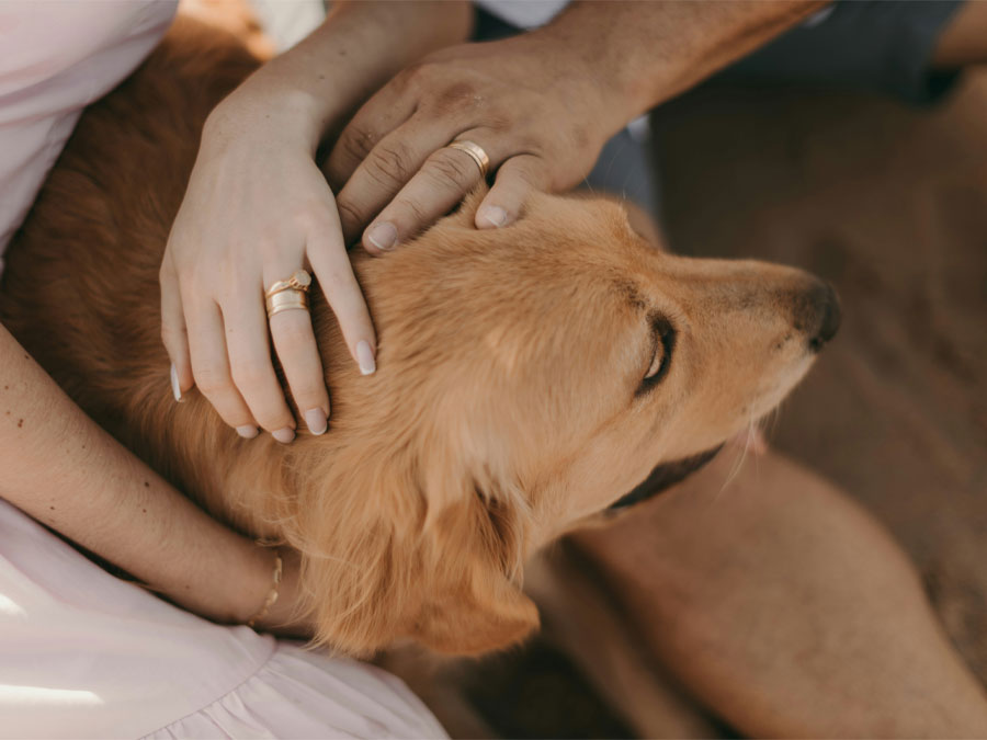 Hands petting golden retriever's head.