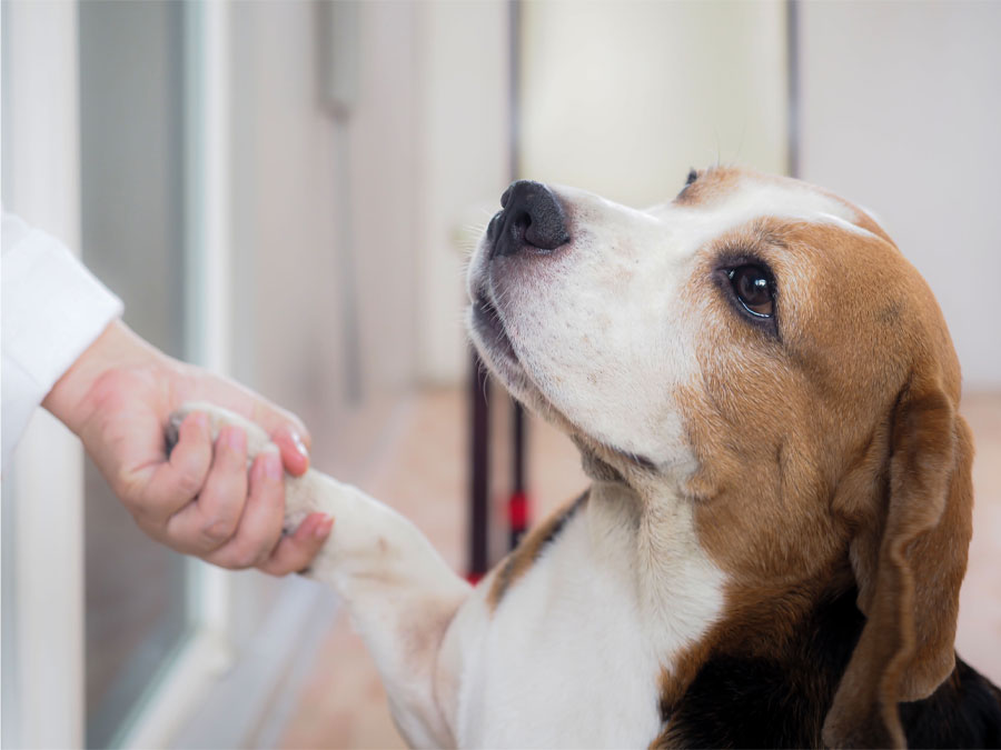 Beagle trusts human, giving paw
