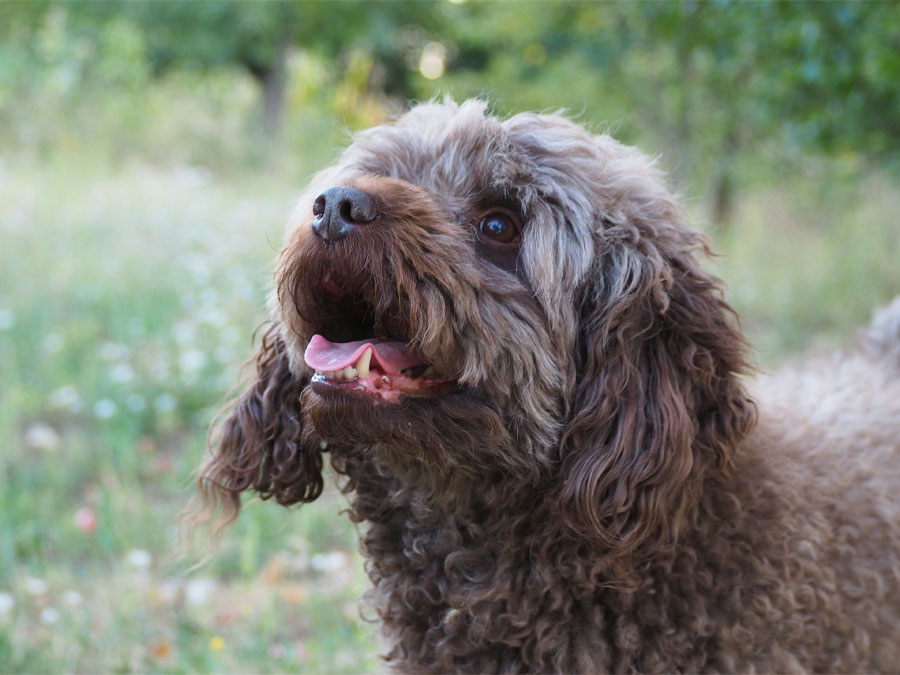 Happy brown dog panting outdoors