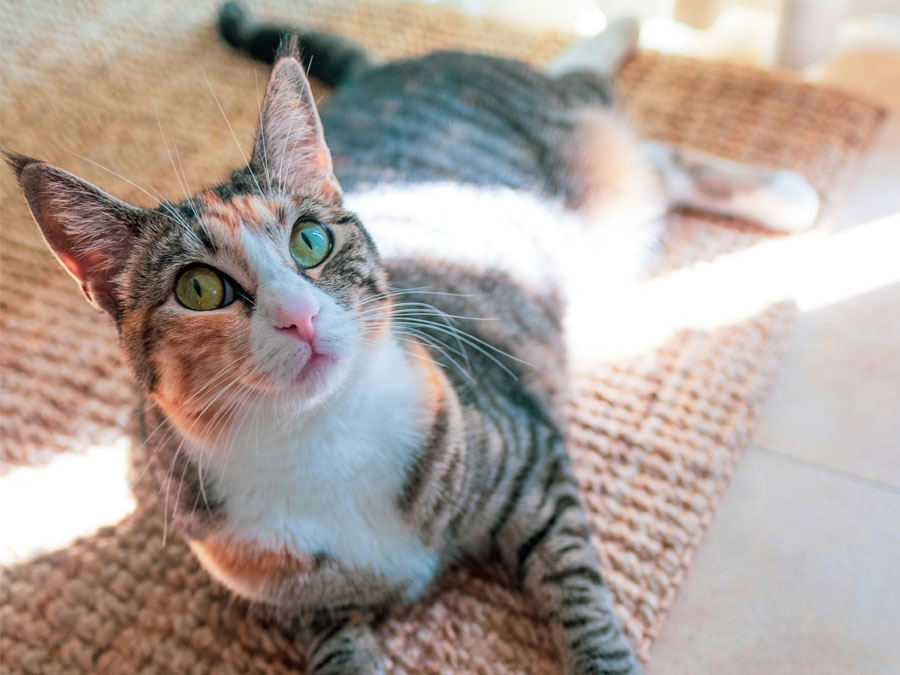 Calico cat lounging on jute rug.