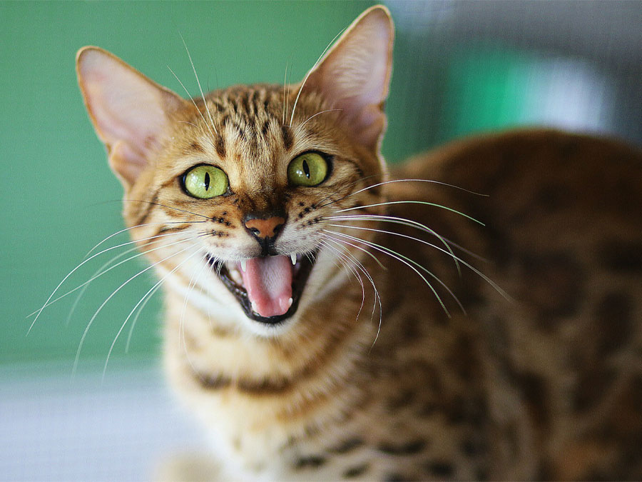 Bengal cat yawning, showing teeth