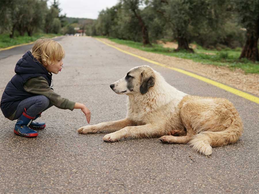 Child with large dog friend.
