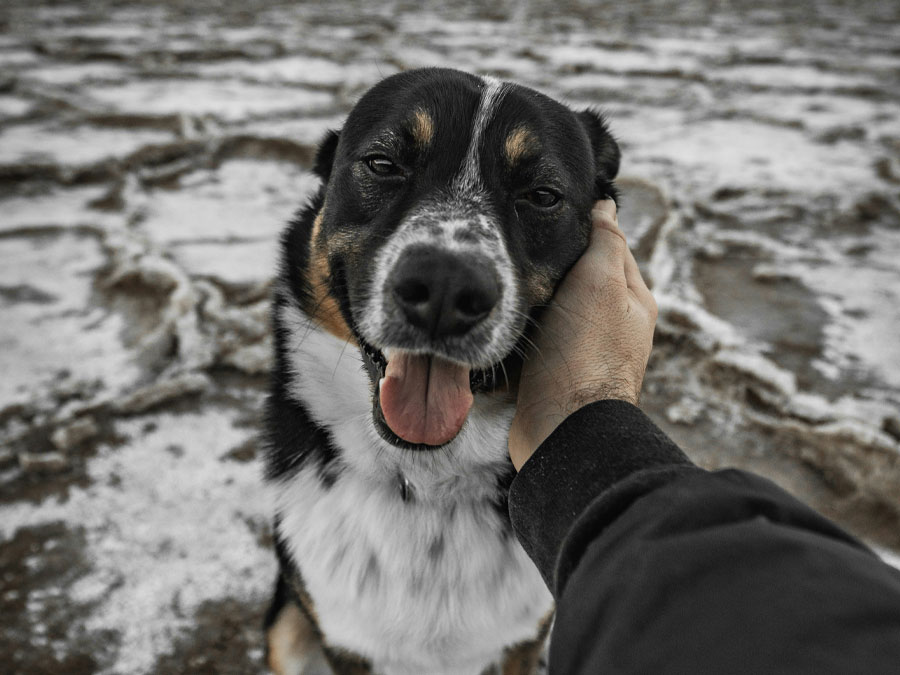 Person pets a dog outside.