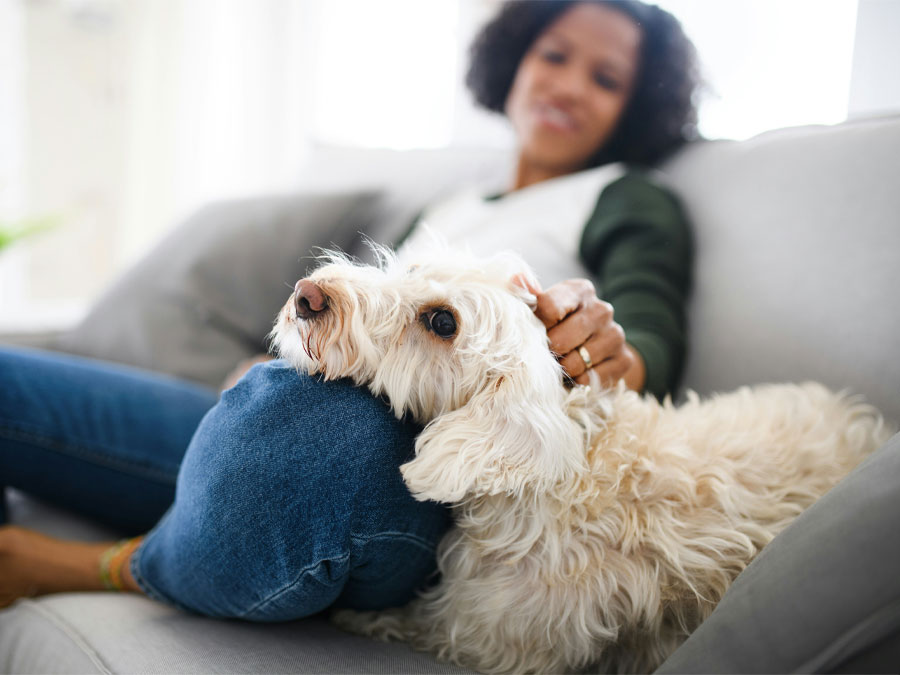 A dog lying on a sofa with its owner