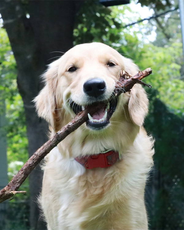 Golden Retriever carries a stick.