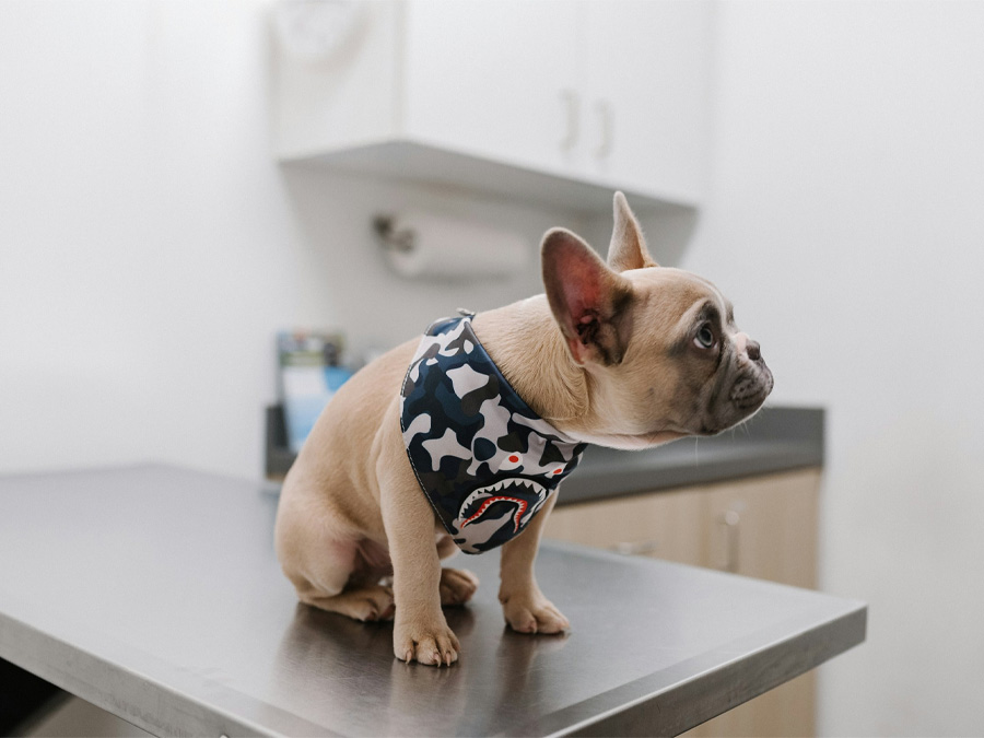 Curious French Bulldog at the vet.