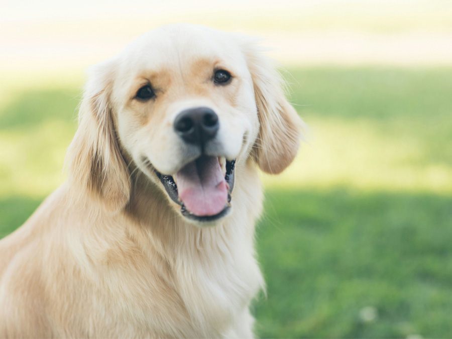 Happy golden retriever dog portrait