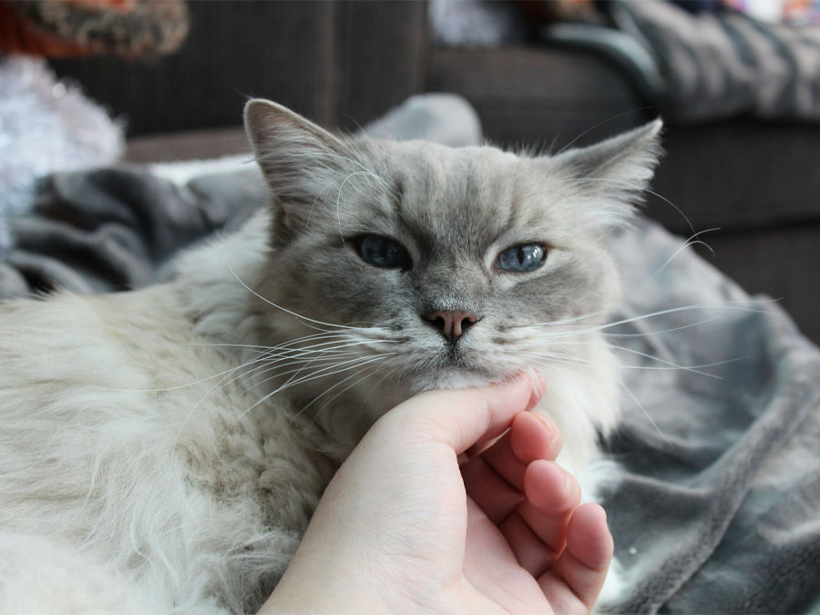 Fluffy cat with striking blue eyes.