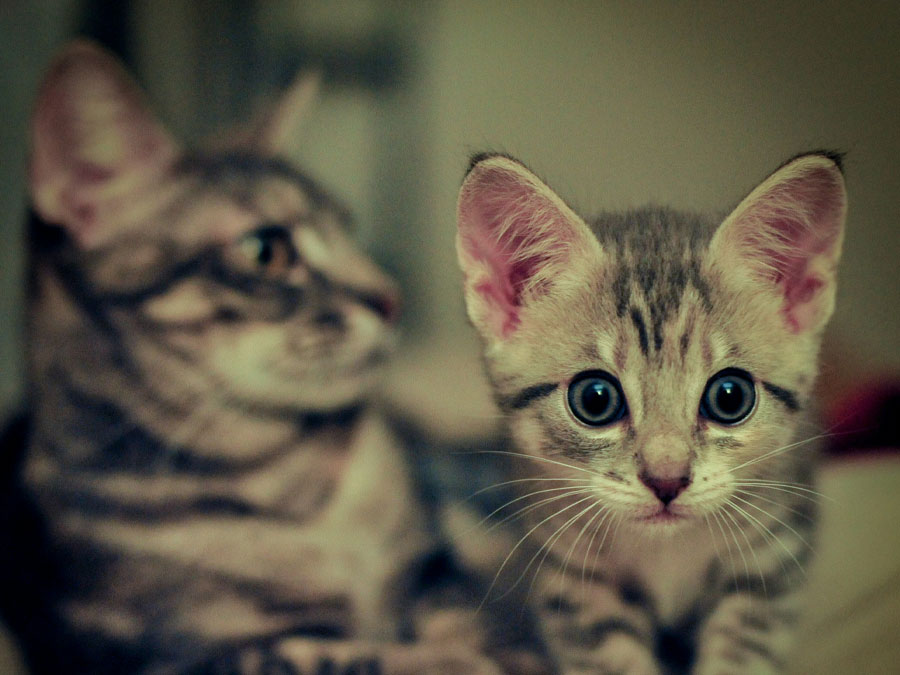 Cute kitten with watchful mother.