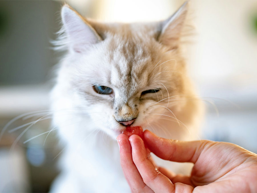 Cat eating red treat from hand