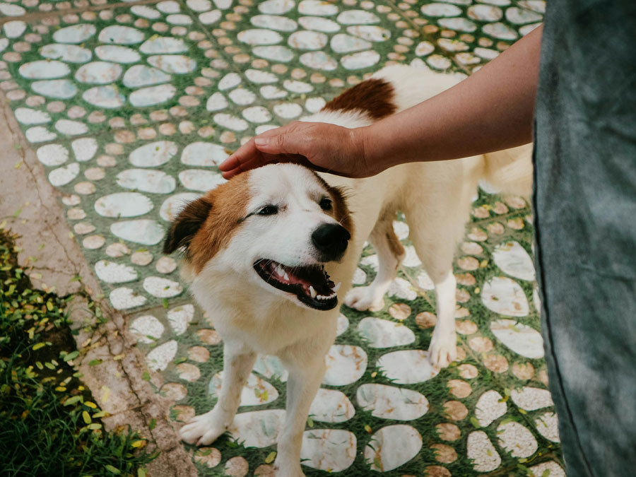 Person petting a smiling dog.
