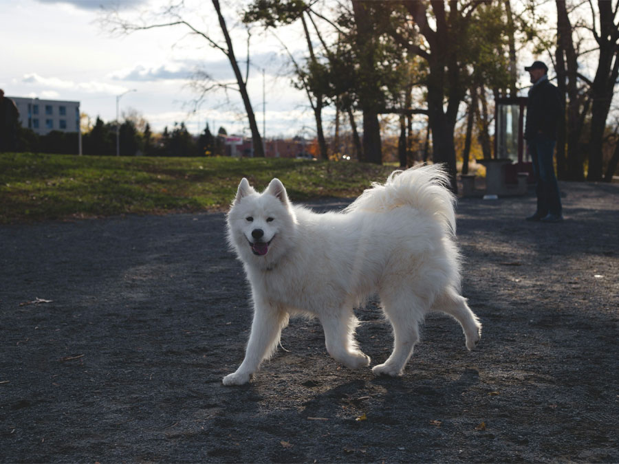 Samoyed dog walks in park