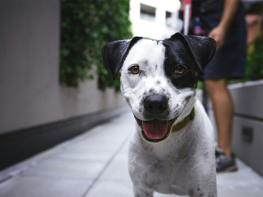 Black and white speckled dog