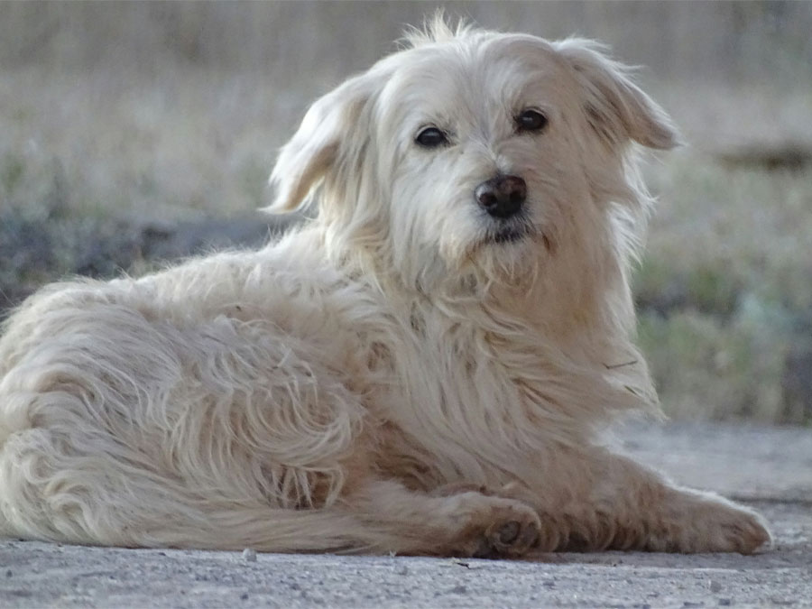 A white long coated old dog