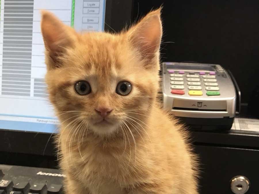 Cute orange kitten at reception desk.