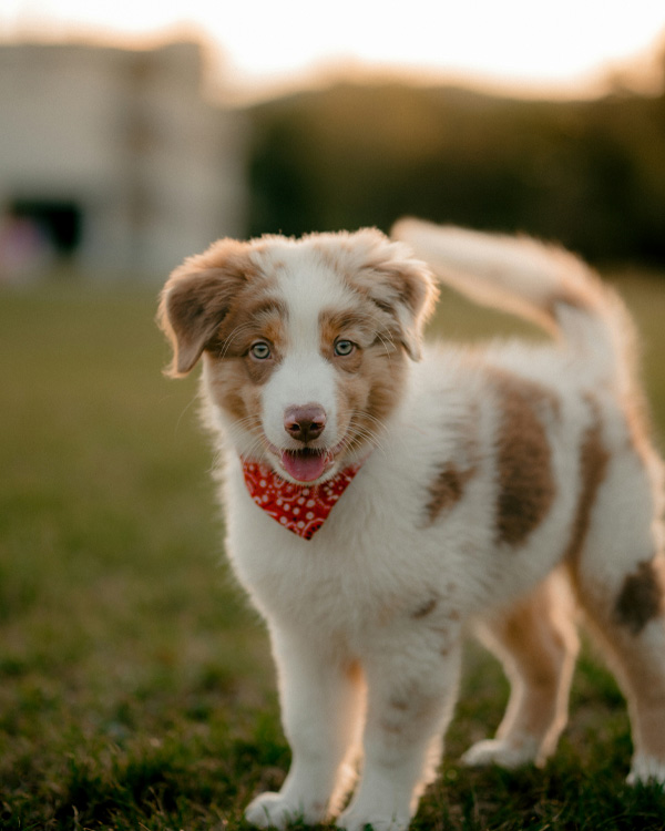 Australian Shepherd puppy with bandana.