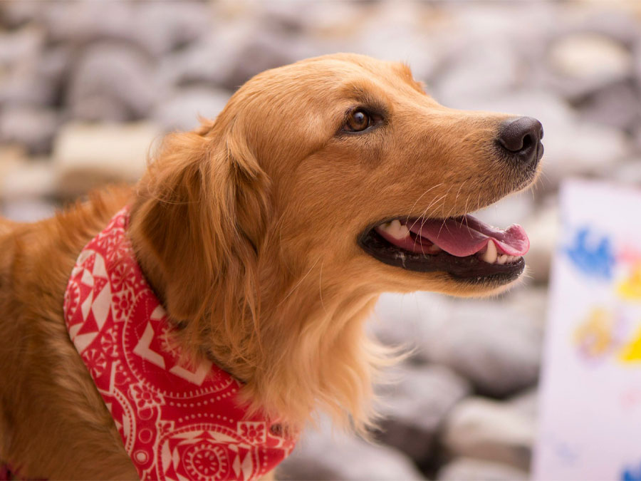 Golden retriever with red bandana
