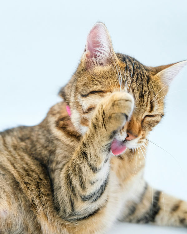 Cat Cleaning its body by licking