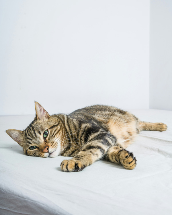 Tabby cat lounging on white sheet.