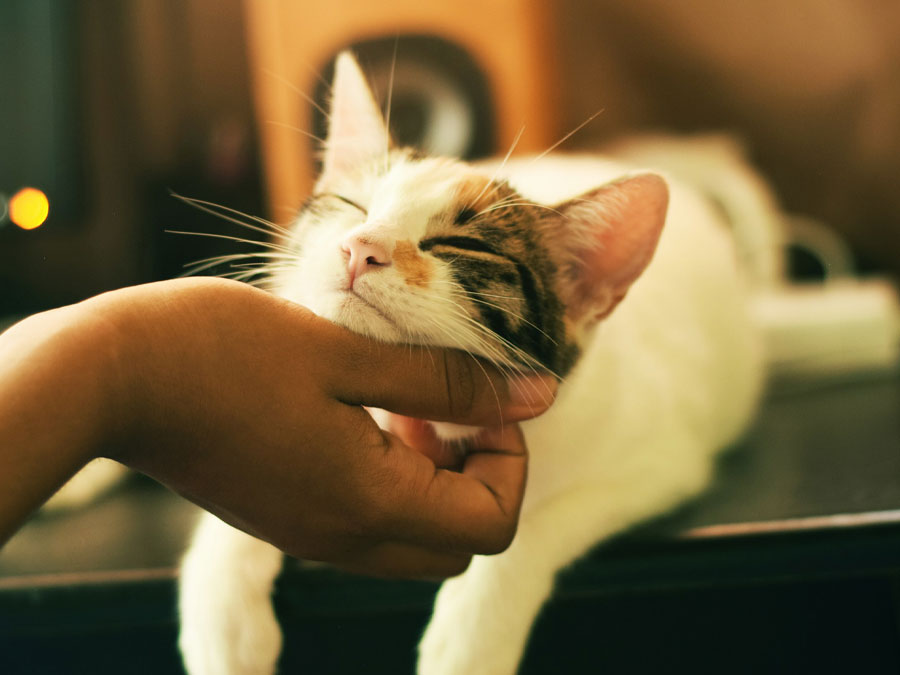 Calico cat being petted.