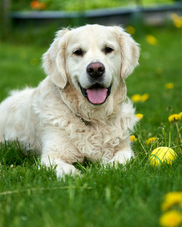 Cream colored Golden Retriever resting on green grass