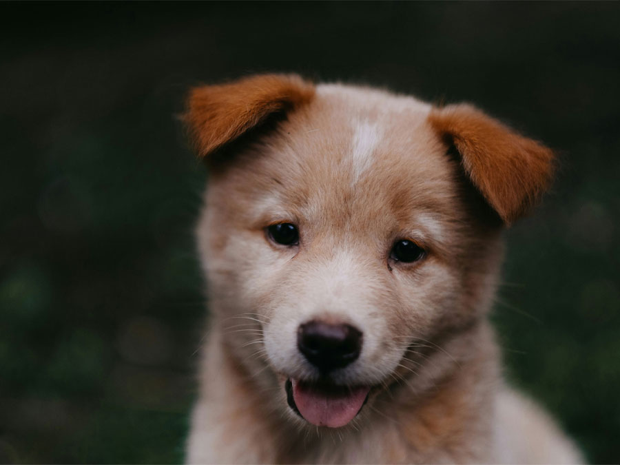 Adorable puppy with brown ears