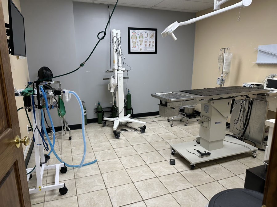 Our Pet Dental Room