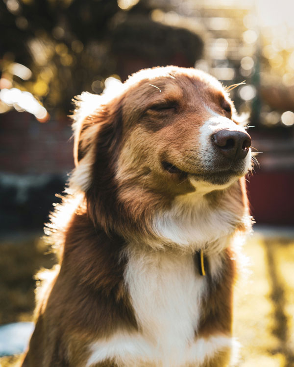 Dog enjoying sunlight in golden hour