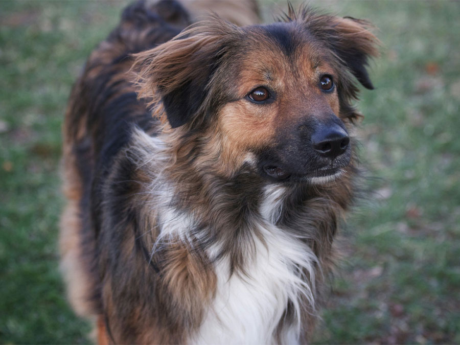 Brown dog looking attentively upwards.