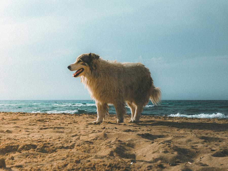 Wellness Care Dog standing on beach, ocean view