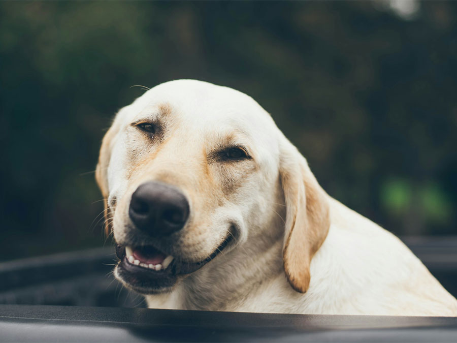 Smiling Labrador dog in a car