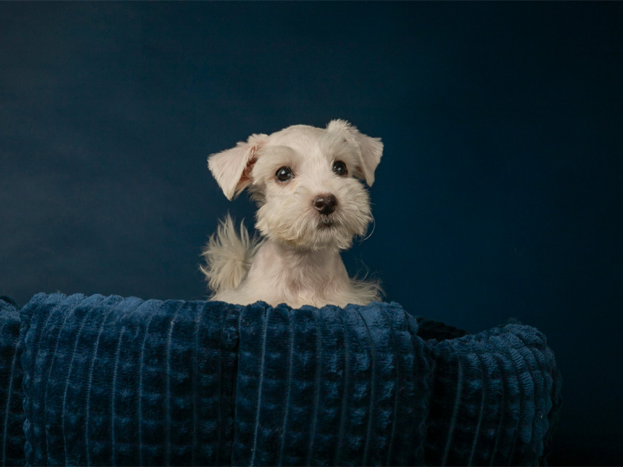 Schnauzer puppy portrait on cushion
