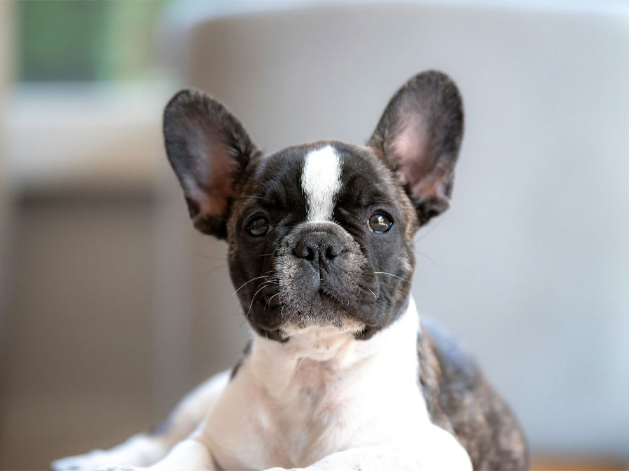 French Bull dog Puppy looking at camera.